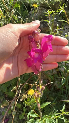 Snapdragon (Antirrhinum majus), photograph