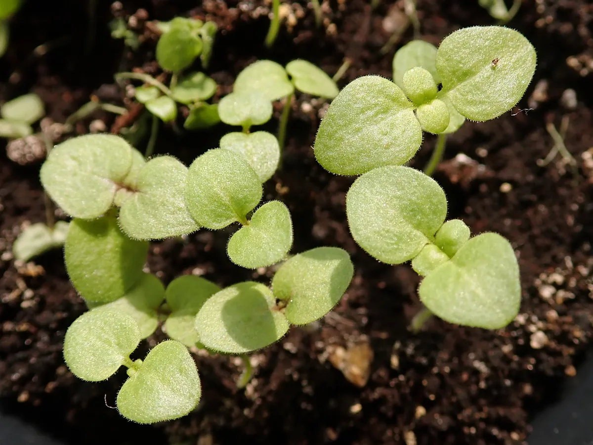 Snapdragon (Antirrhinum majus), photograph