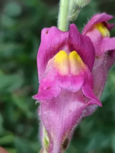 Photo: (c) Diego Rodríguez Hernández, some rights reserved · CC BY · via iNaturalist snapdragon (Antirrhinum majus), photograph