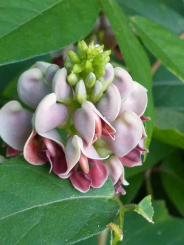 groundnut (Apios americana), photograph