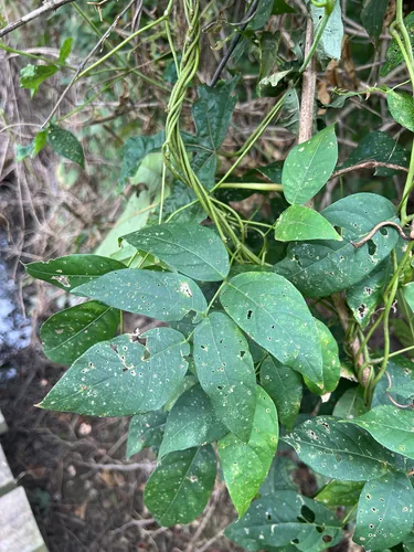 Photo: (c) Carrie Seltzer, some rights reserved (CC BY) · cc-by · via iNaturalist Groundnut (Apios americana), photograph