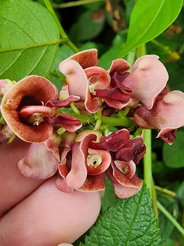 Groundnut (Apios americana), photograph