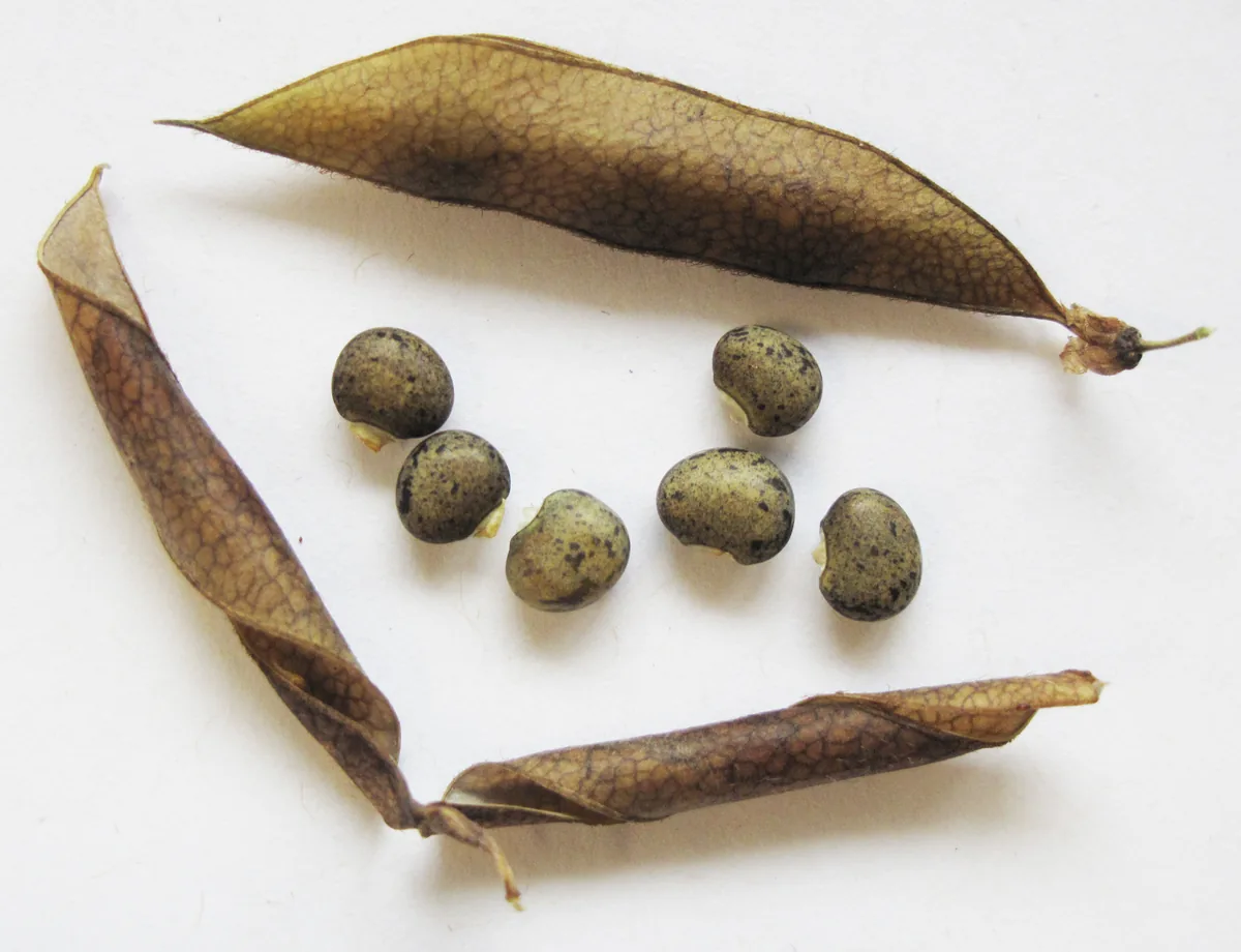 Groundnut (Apios americana), photograph
