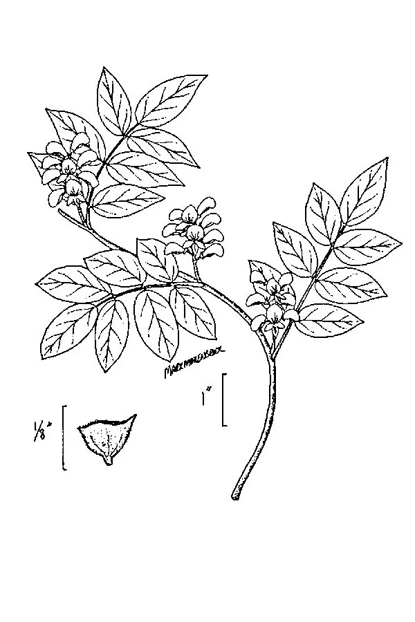 Groundnut (Apios americana), botanical illustration