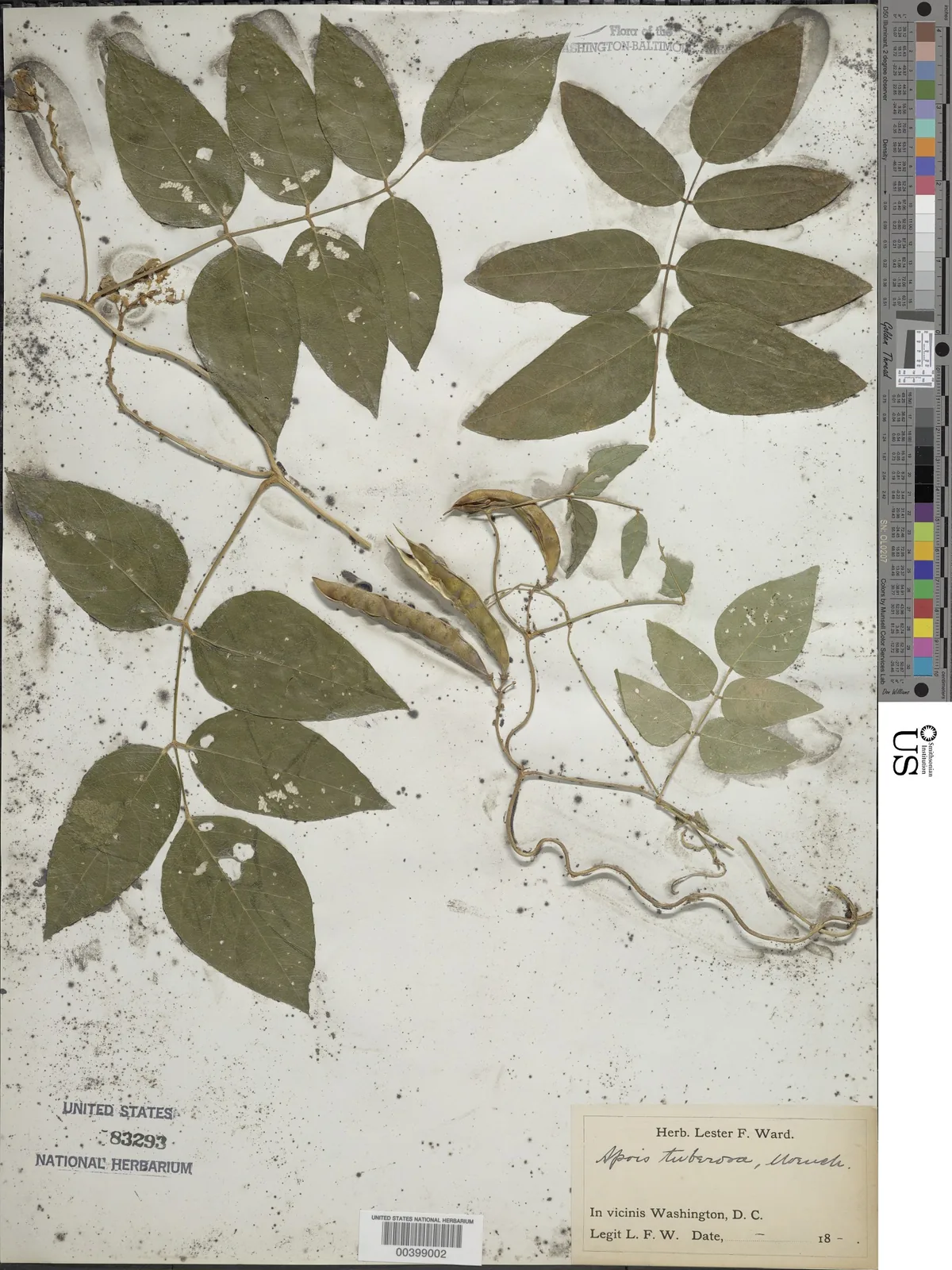 Groundnut (Apios americana), photograph
