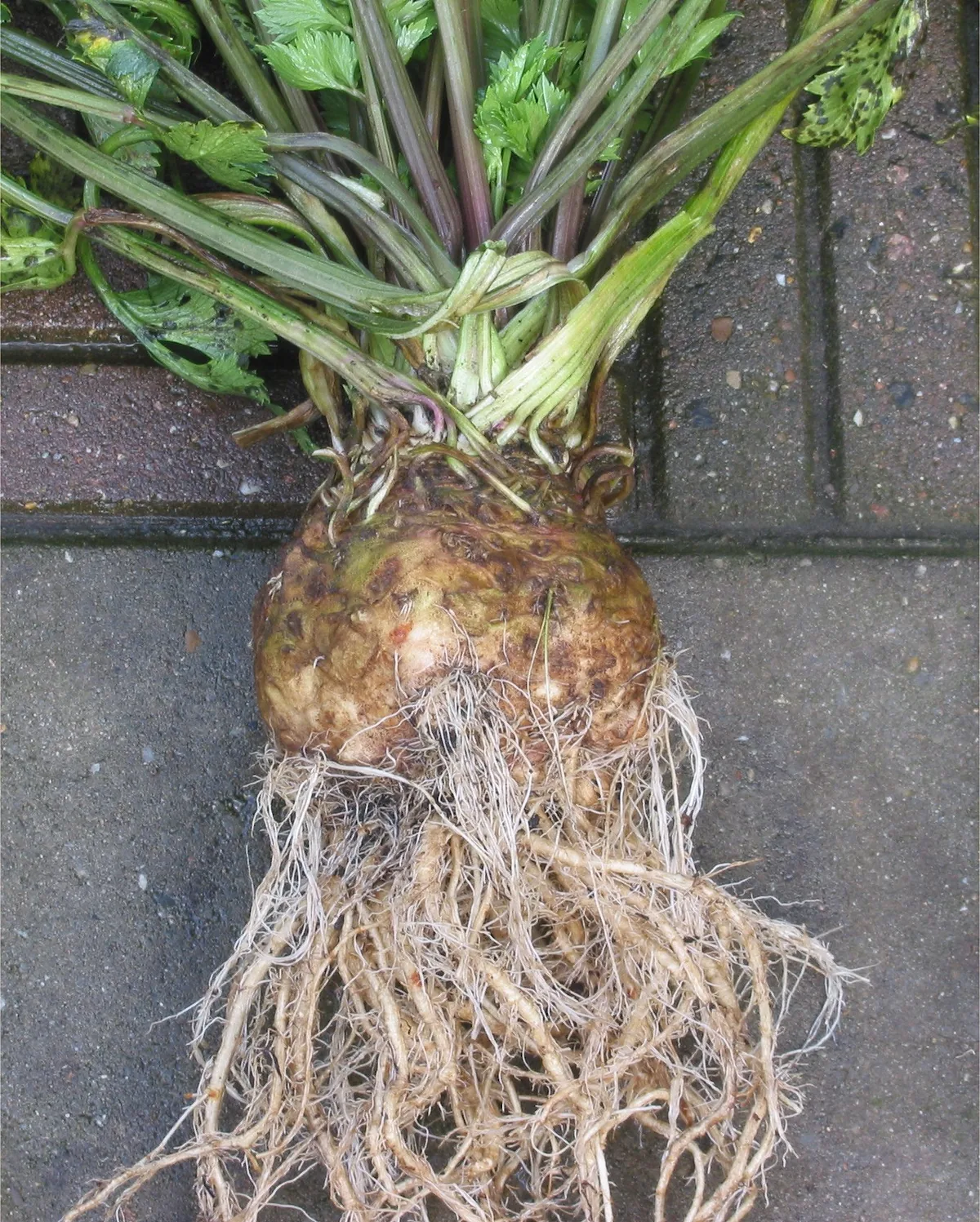 Photo: Rasbak, , via Wikimedia Commons · CC BY-SA 3.0 · via Wikimedia Commons Celeriac (Apium graveolens var. rapaceum), photograph