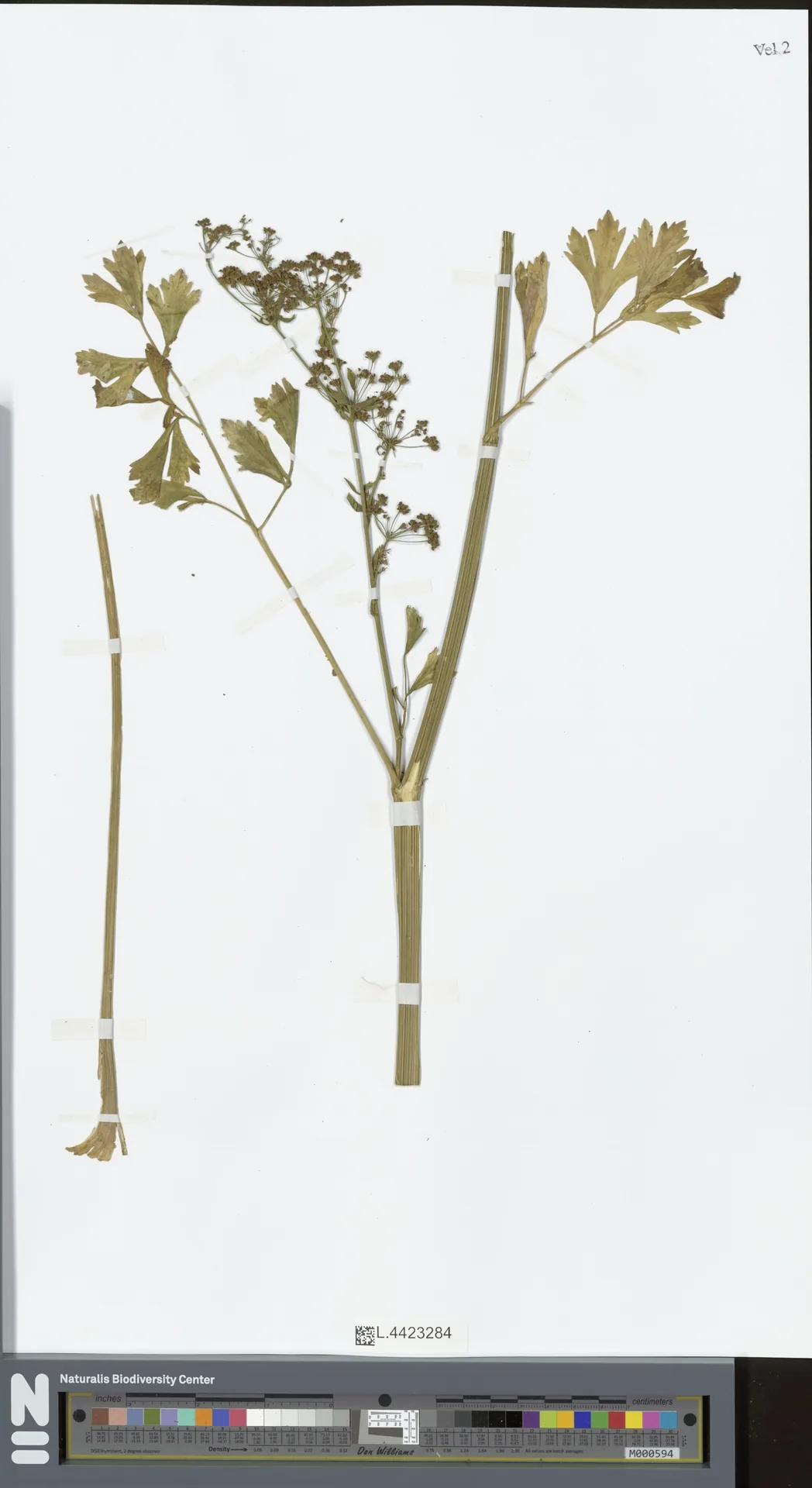 Celeriac (Apium graveolens var. rapaceum), photograph