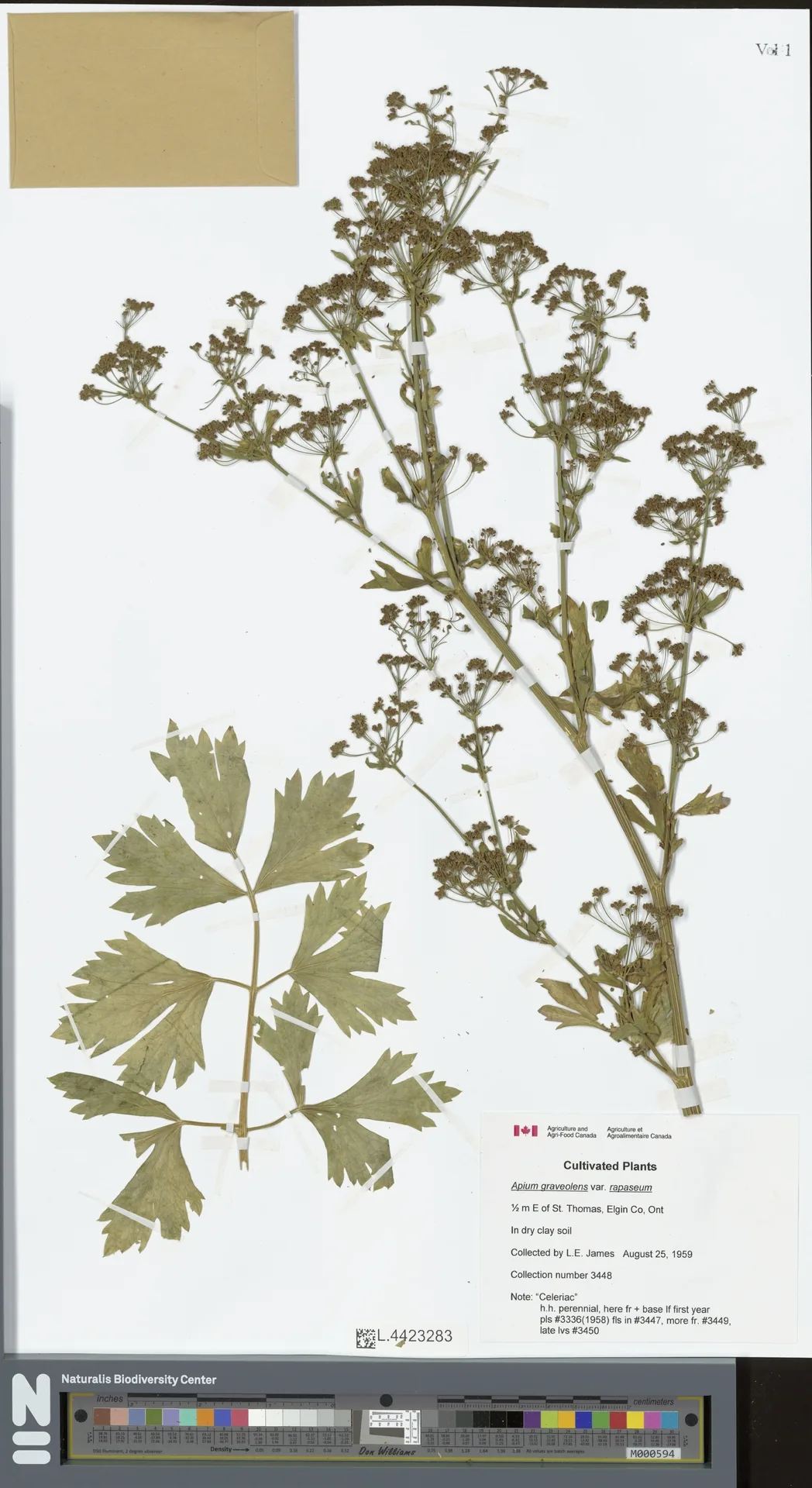Celeriac (Apium graveolens var. rapaceum), photograph