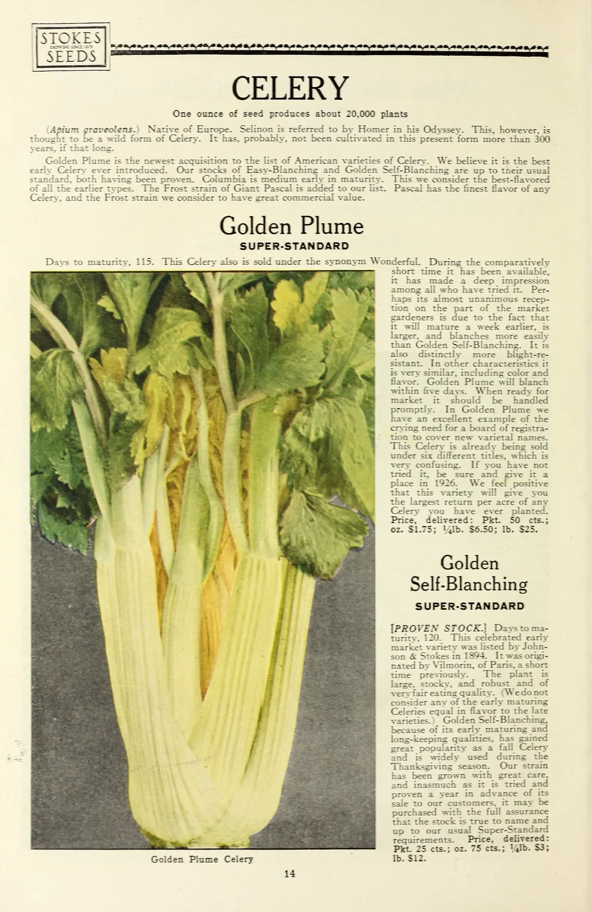 Celery (Apium graveolens), botanical illustration