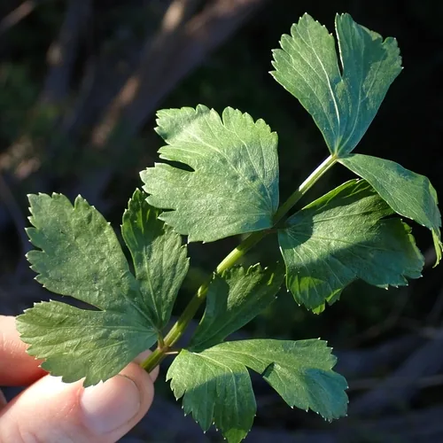 Photo: no rights reserved · cc0 · via iNaturalist Celeriac (Apium graveolens var. rapaceum), photograph