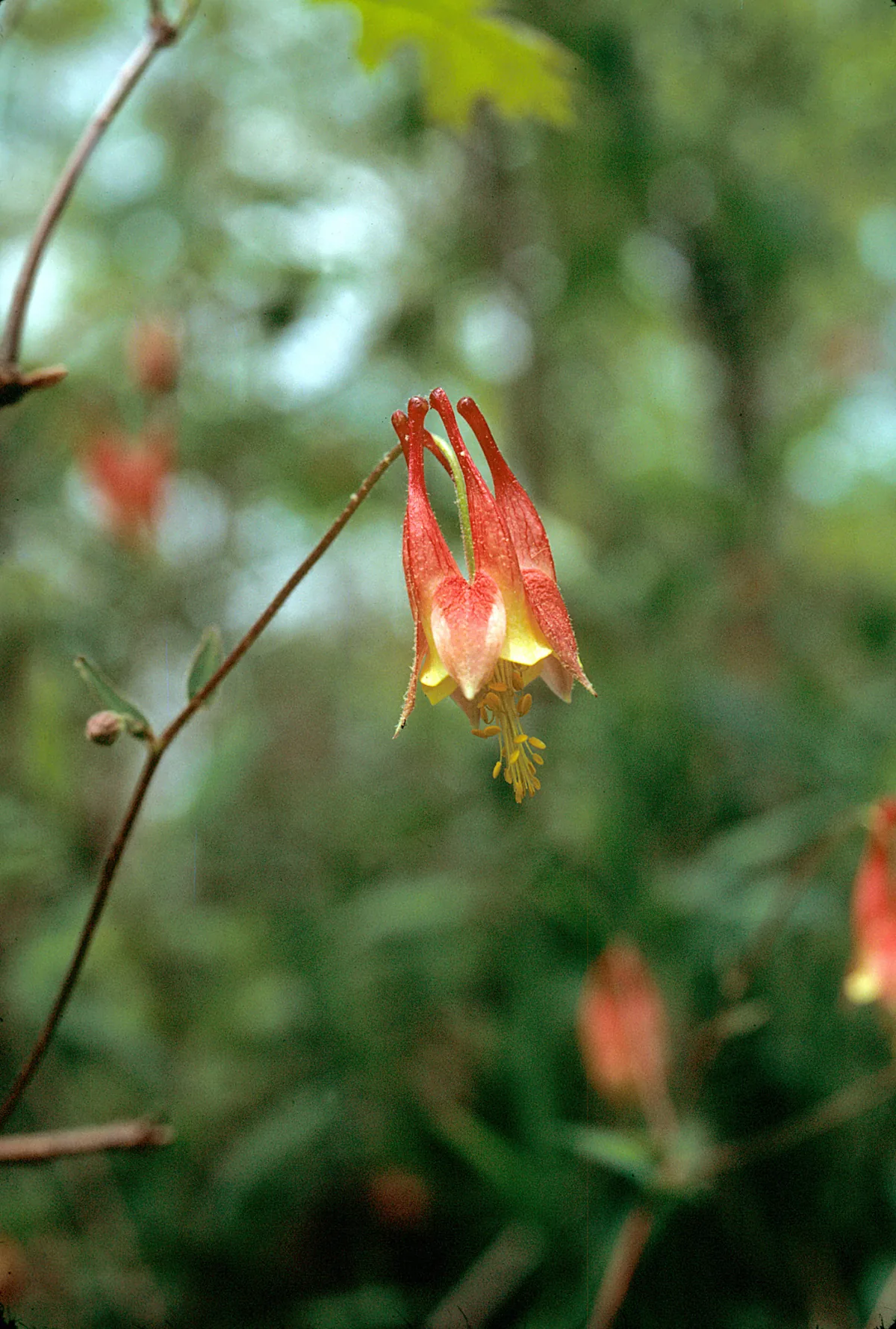 Wild Columbine (Aquilegia canadensis), photograph