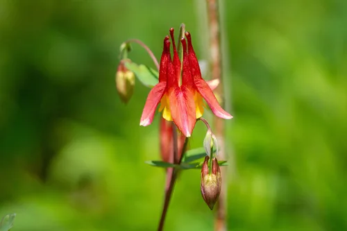 wild columbine (Aquilegia canadensis), photograph