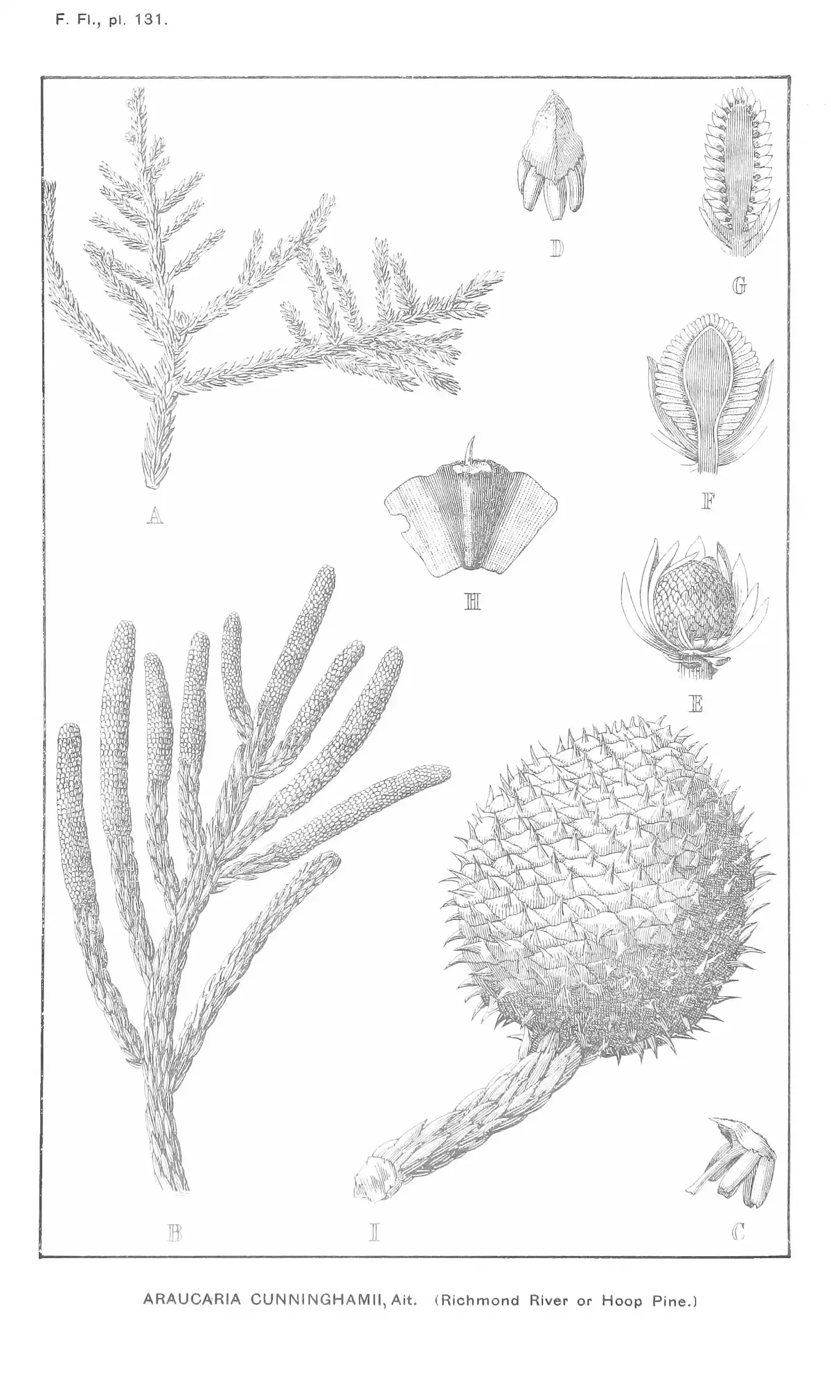 Hoop Pine (Araucaria cunninghamii), botanical illustration