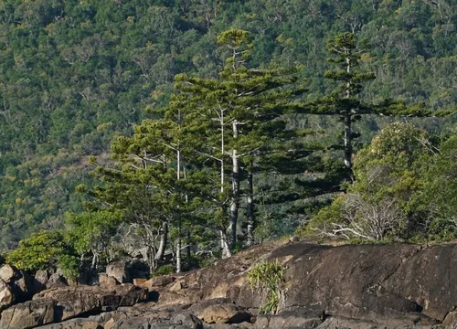 Hoop Pine (Araucaria cunninghamii), photograph