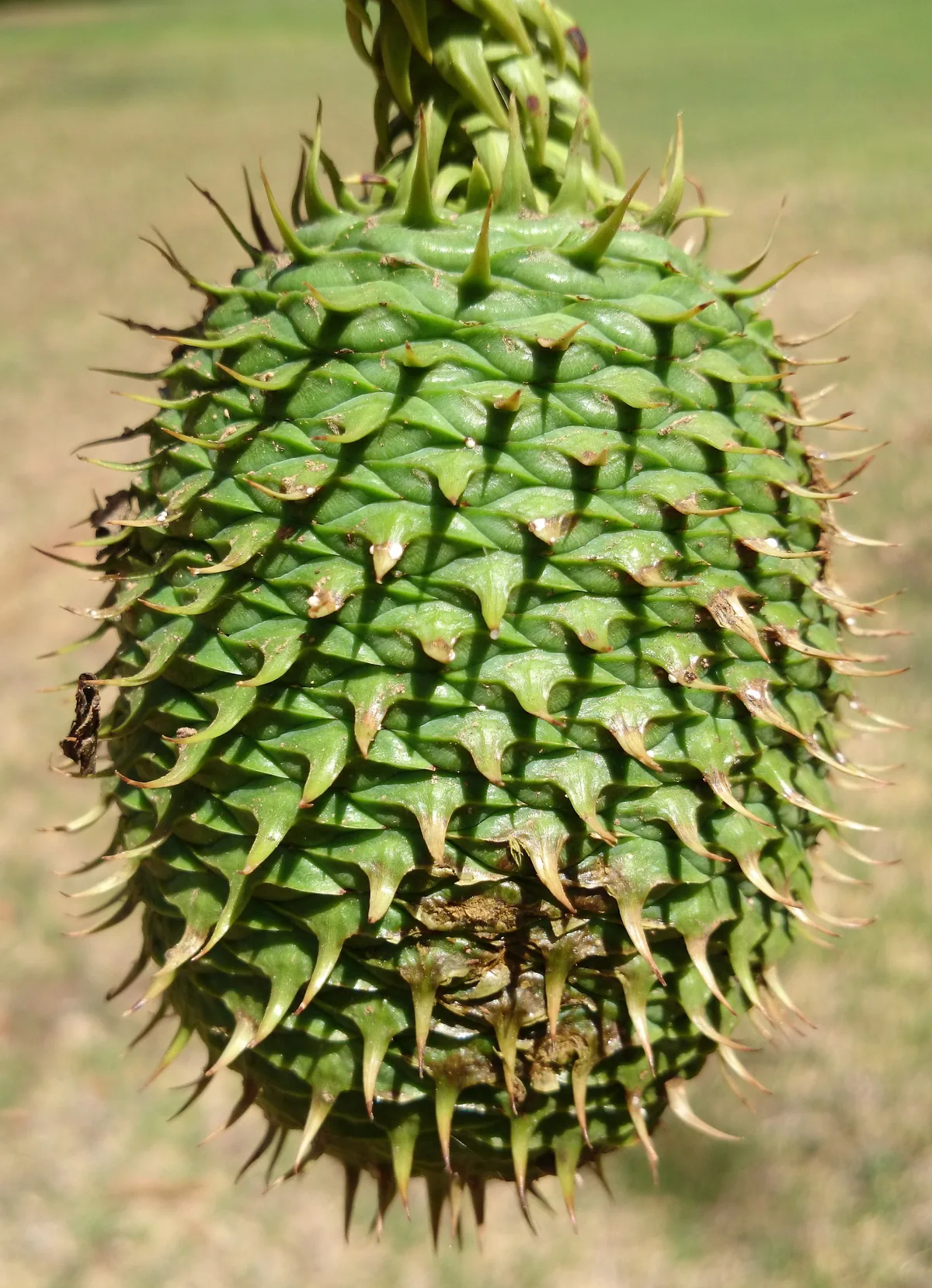 Photo: Bidgee · CC BY-SA 3.0 · via Wikimedia Commons hoop pine (Araucaria cunninghamii), photograph