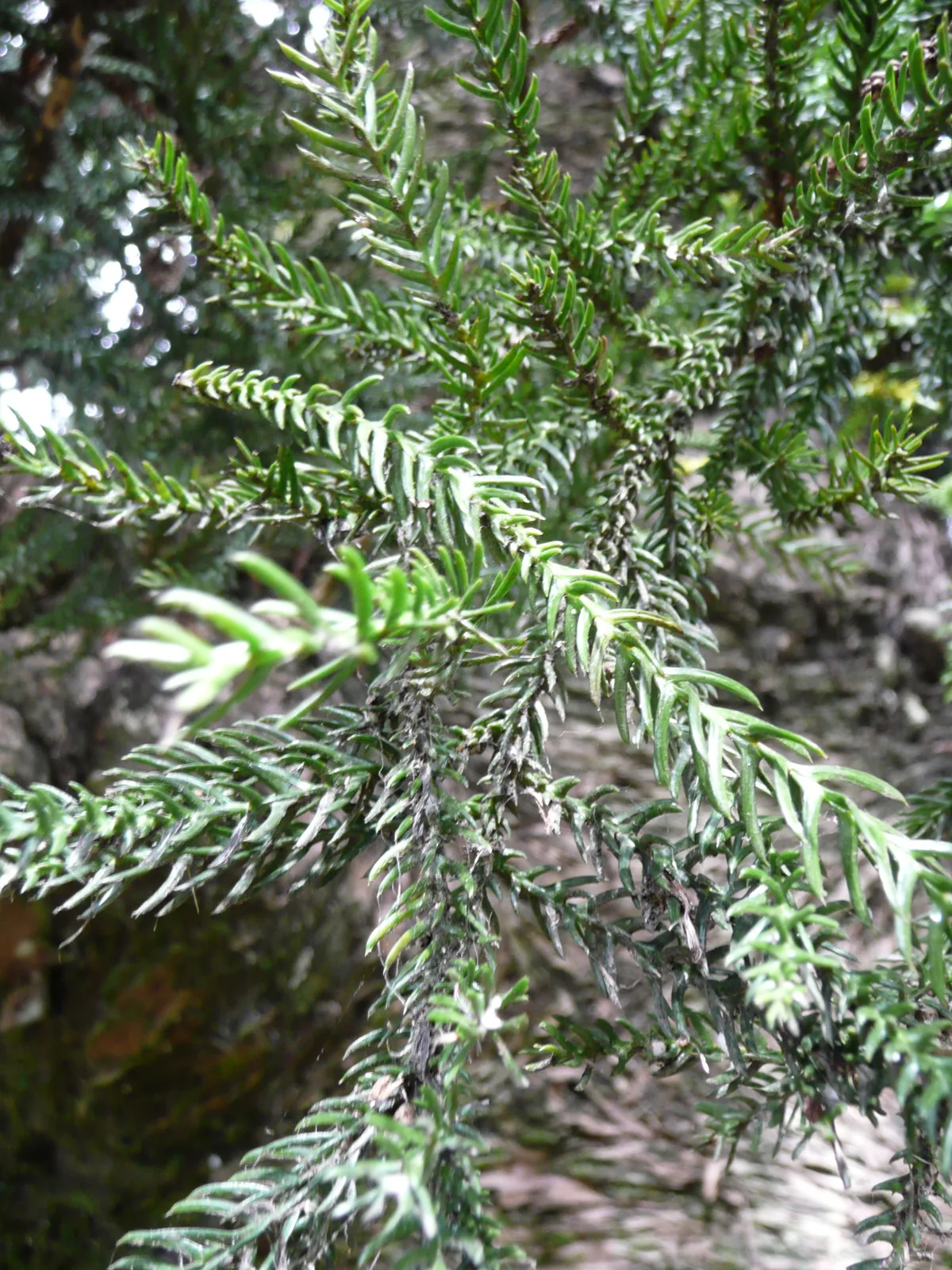 Hoop Pine (Araucaria cunninghamii), photograph