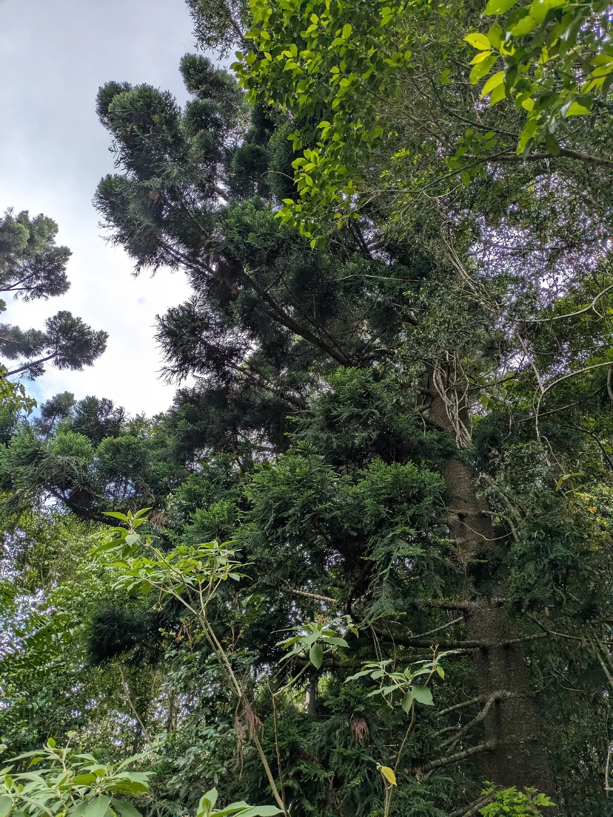 Hoop Pine (Araucaria cunninghamii), photograph