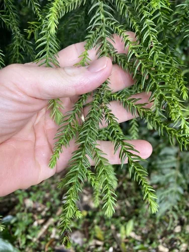 Hoop Pine (Araucaria cunninghamii), photograph