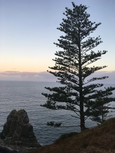 Norfolk Island pine (Araucaria heterophylla), photograph