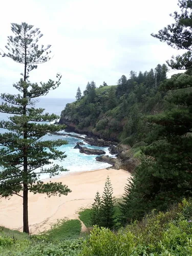 Norfolk Island Pine (Araucaria heterophylla), photograph