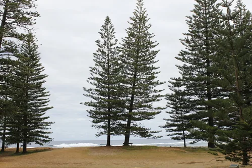 Norfolk Island Pine (Araucaria heterophylla), photograph