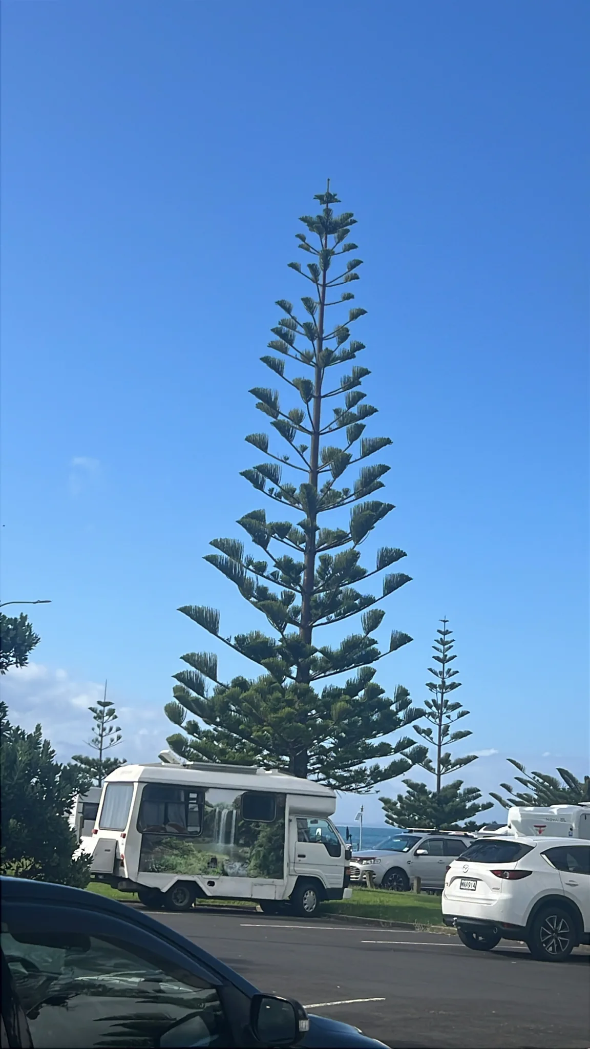 Norfolk Island Pine (Araucaria heterophylla), photograph