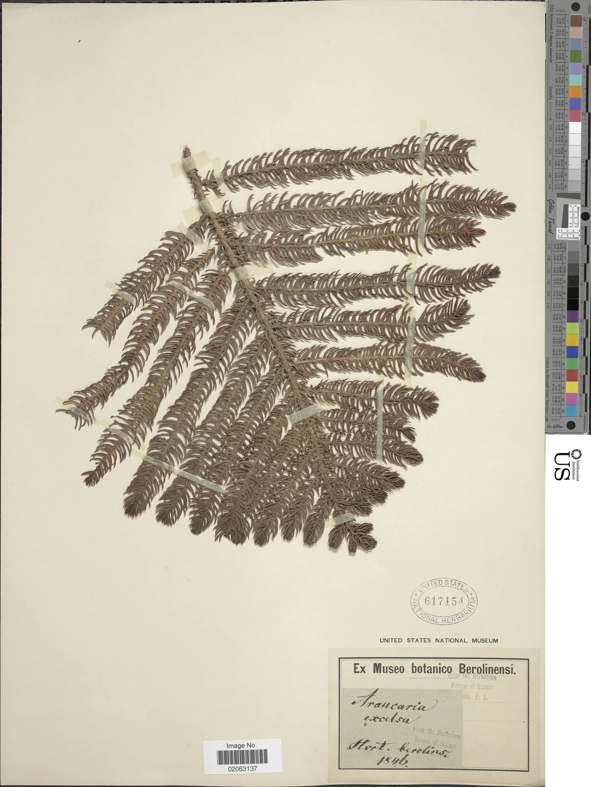 Norfolk Island Pine (Araucaria heterophylla), photograph
