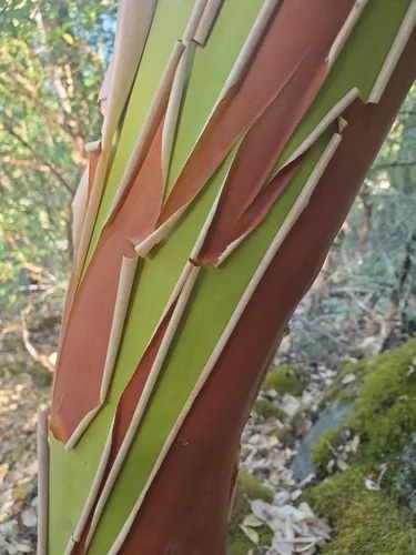 Photo: (c) J Straka, some rights reserved · CC BY · via iNaturalist Pacific madrone (Arbutus menziesii), photograph