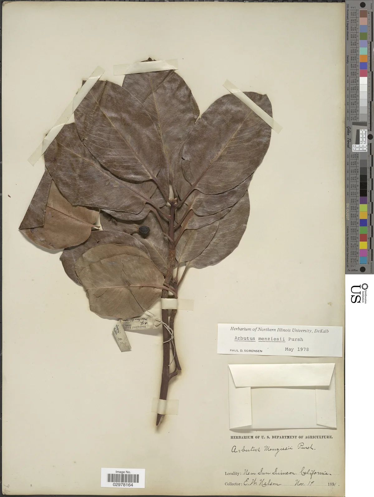 Pacific Madrone (Arbutus menziesii), photograph