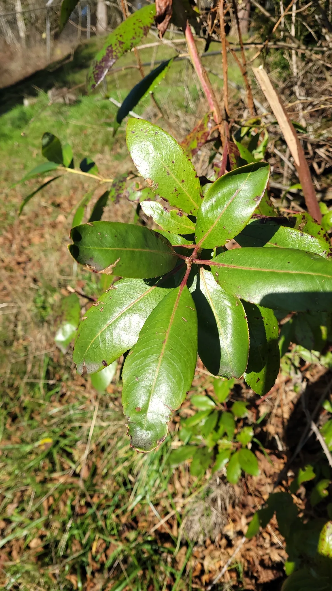 Pacific Madrone (Arbutus menziesii), photograph