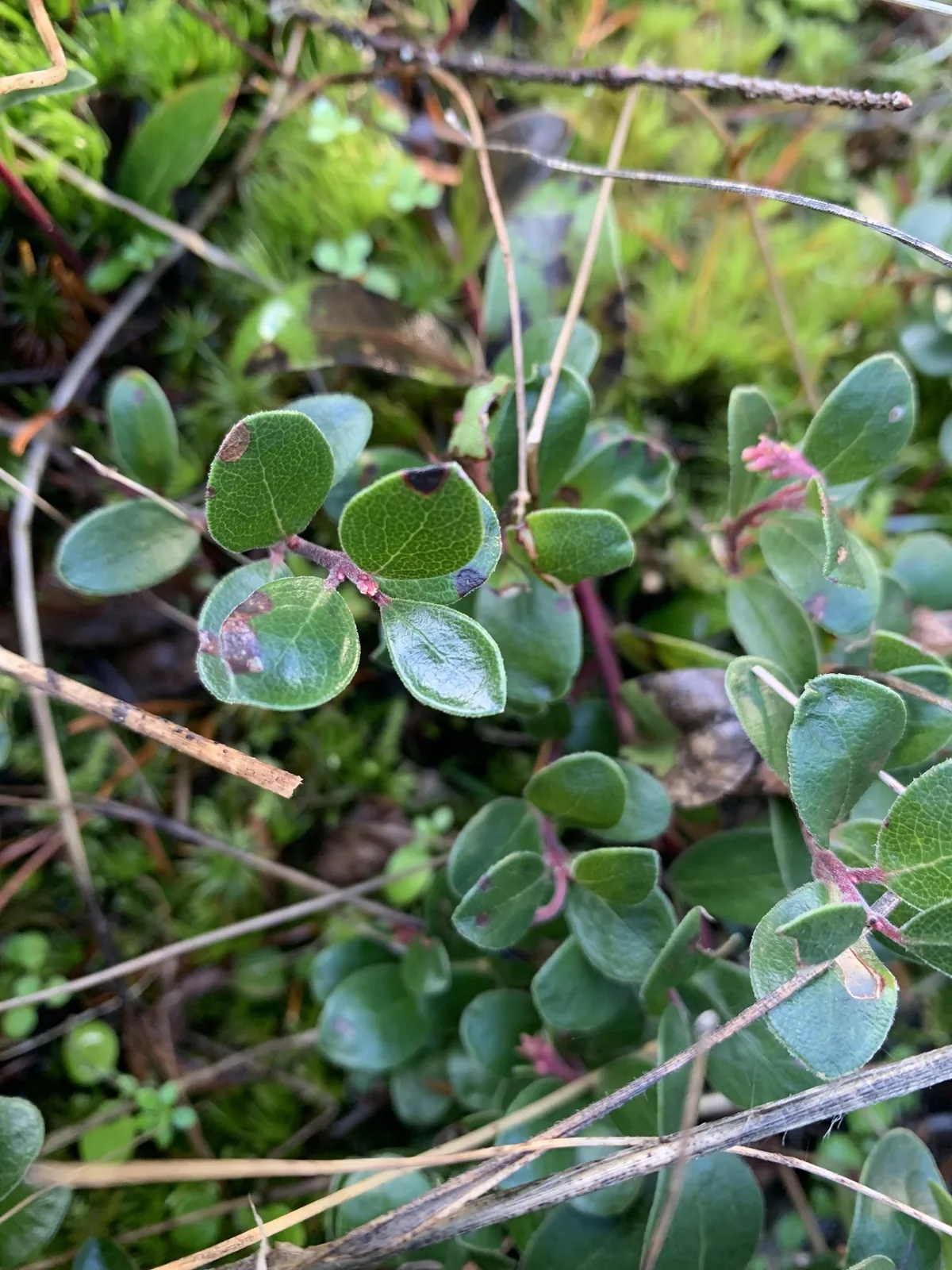 Kinnikinnick (Arctostaphylos uva-ursi), photograph