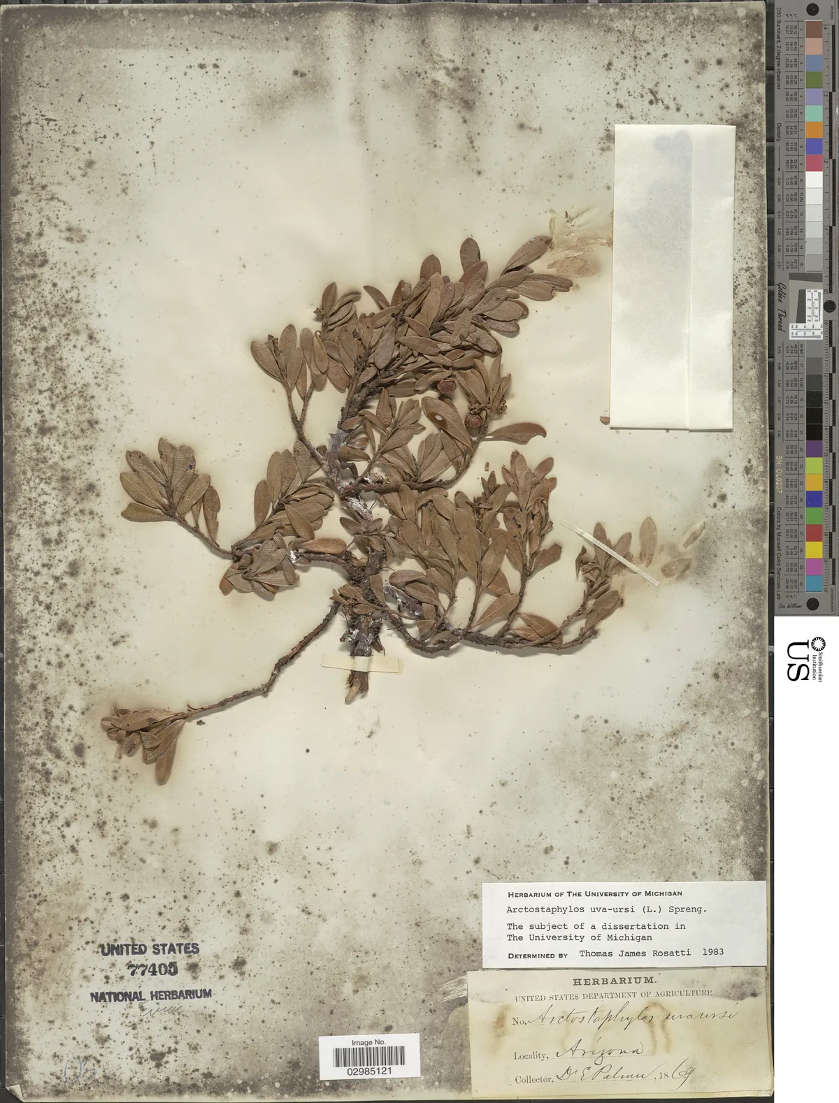 Kinnikinnick (Arctostaphylos uva-ursi), photograph