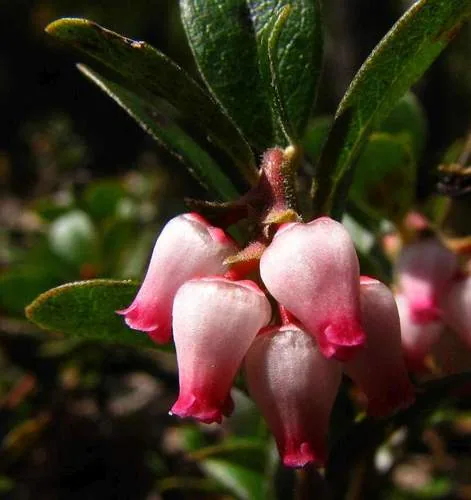 kinnikinnick (Arctostaphylos uva-ursi), photograph