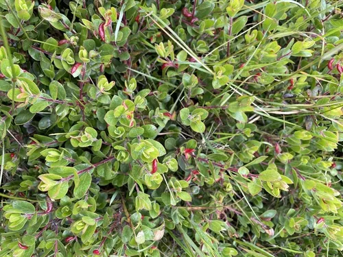 Photo: (c) Roger Raiche, some rights reserved (CC BY) · cc-by · via iNaturalist Kinnikinnick (Arctostaphylos uva-ursi), photograph