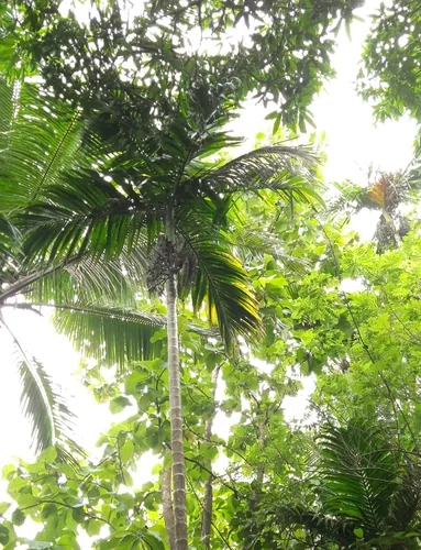 Betel Nut Palm (Areca catechu), photograph