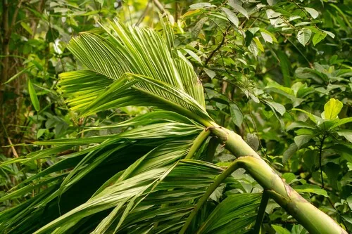 Betel Nut Palm (Areca catechu), photograph