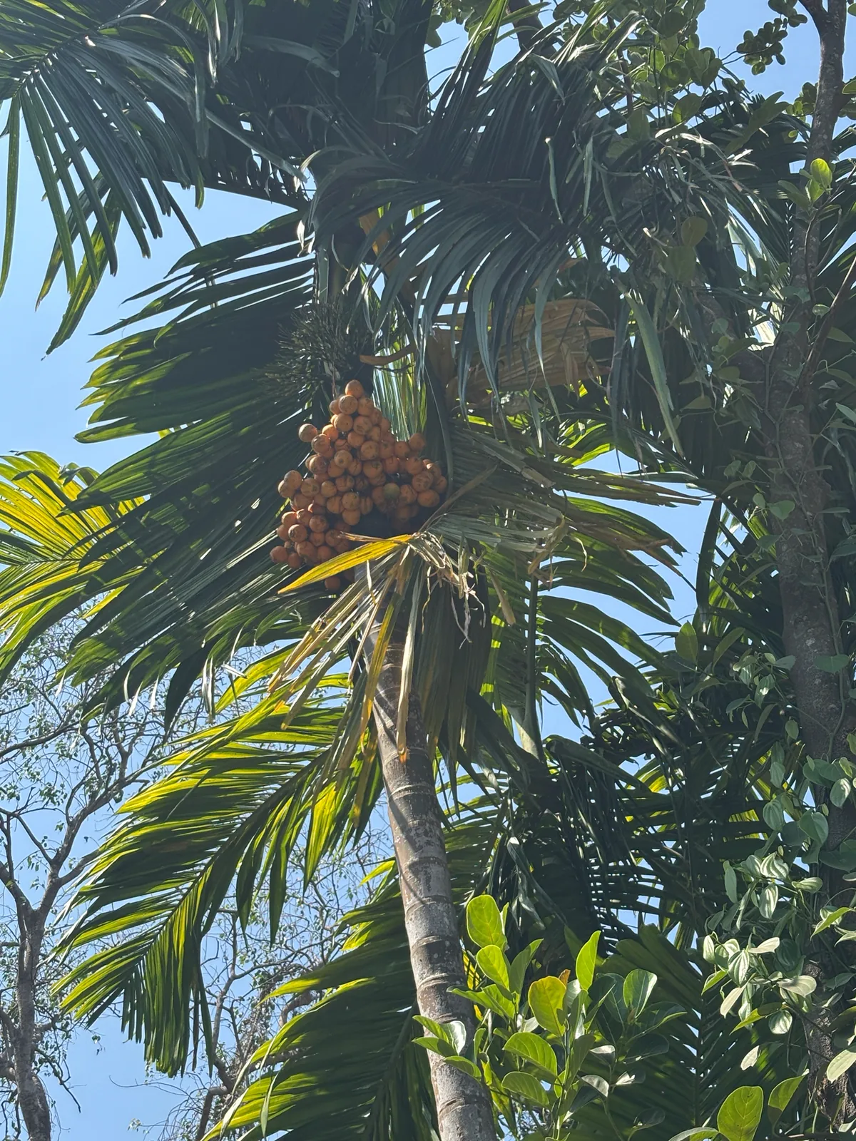 Photo: phiroza, via iNaturalist · CC BY · via GBIF betel nut palm (Areca catechu), photograph