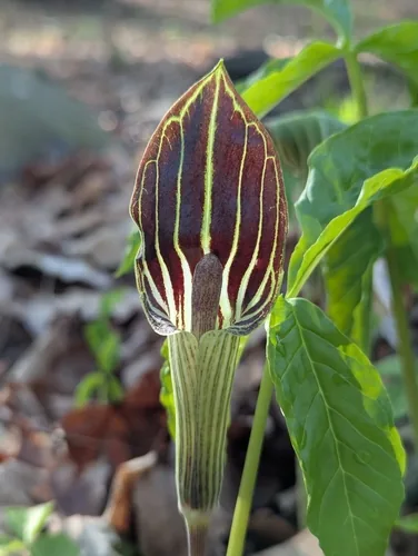 Photo: (c) Loïc Mathieu, some rights reserved · CC BY · via iNaturalist jack-in-the-pulpit (Arisaema triphyllum), photograph