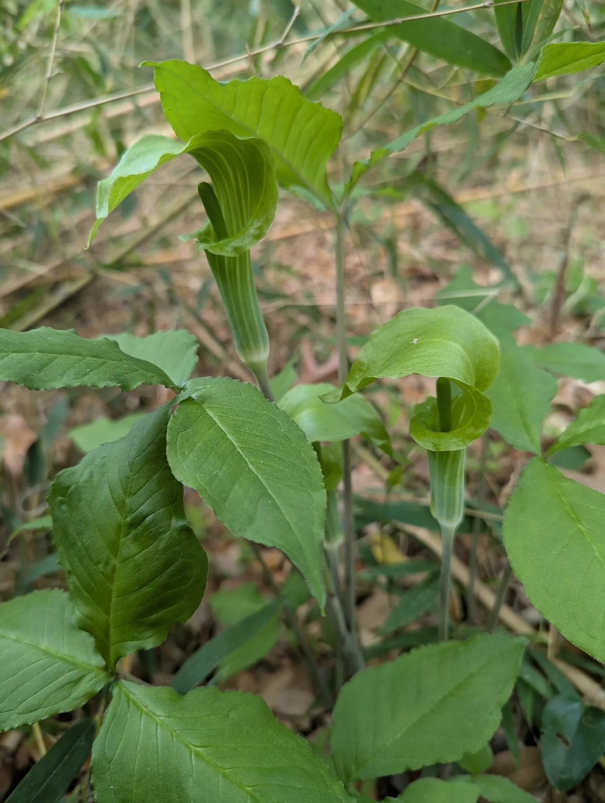 Jack In The Pulpit (Arisaema triphyllum), photograph