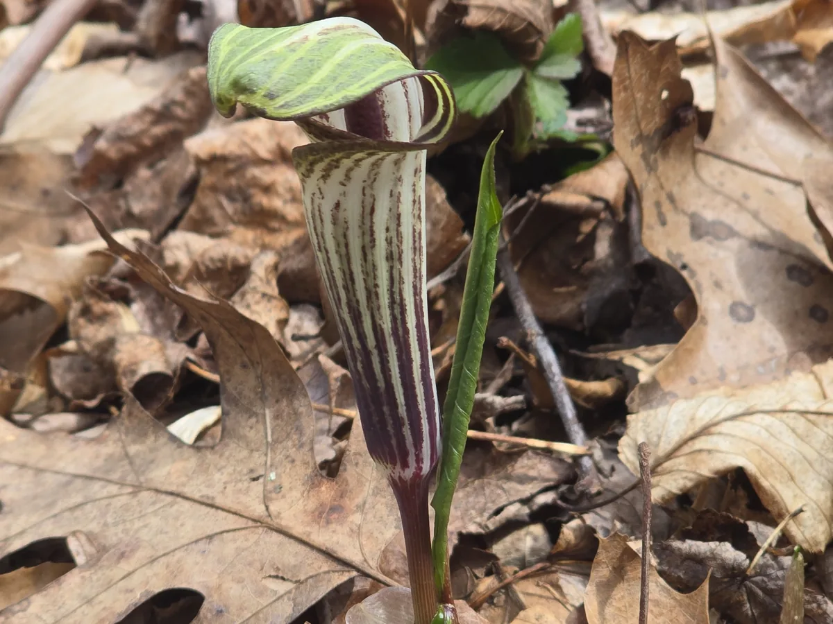 Jack In The Pulpit (Arisaema triphyllum), photograph