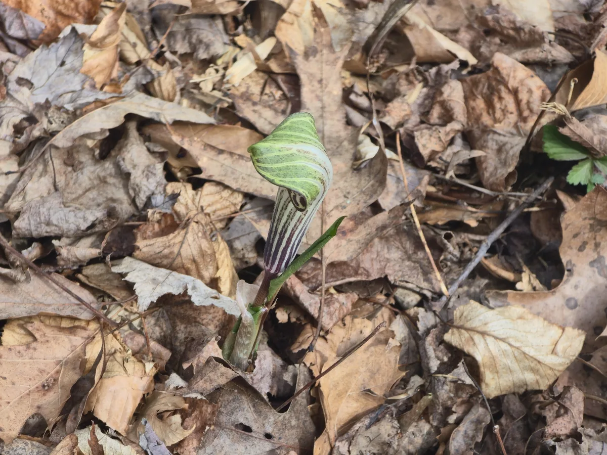 Jack In The Pulpit (Arisaema triphyllum), photograph