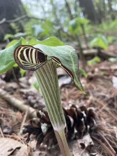 Jack In The Pulpit (Arisaema triphyllum), photograph