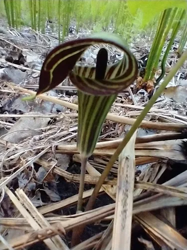 Photo: (c) Tom Norton, some rights reserved (CC BY) · cc-by · via iNaturalist Jack In The Pulpit (Arisaema triphyllum), photograph