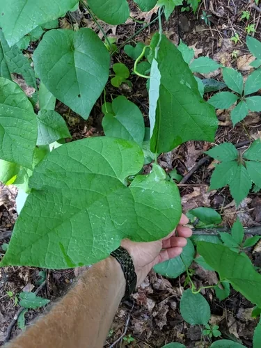 Photo: (c) Bruce Slater, some rights reserved (CC BY) · cc-by · via iNaturalist Dutchmans Pipe (Aristolochia macrophylla), photograph