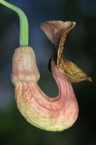 Photo: (c) Judy Gallagher, some rights reserved · CC BY-SA · via iNaturalist Dutchman's pipe (Aristolochia macrophylla), photograph
