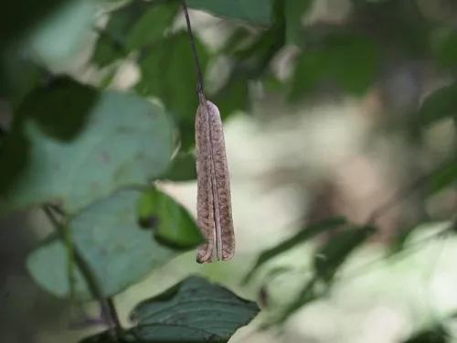 Dutchmans Pipe (Aristolochia macrophylla), photograph