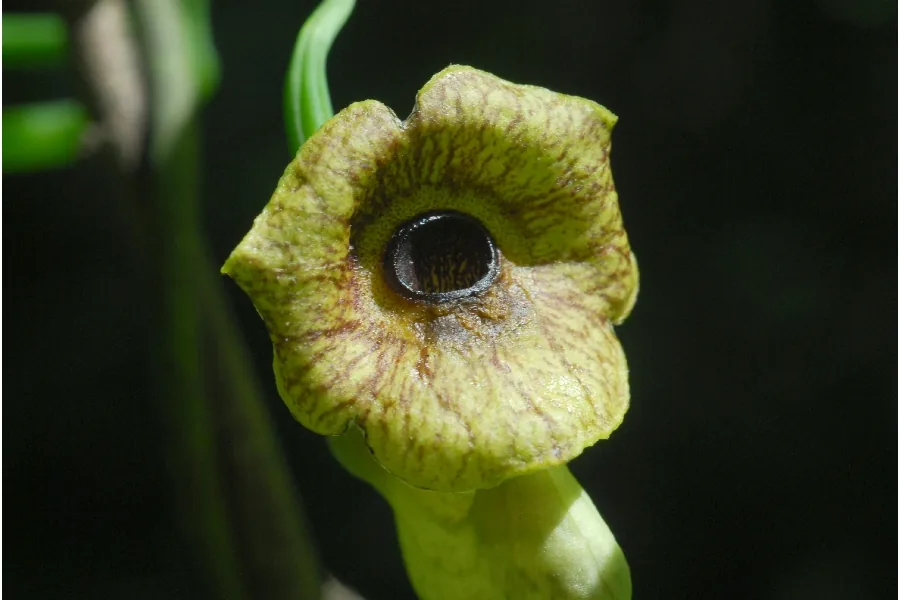 Dutchmans Pipe (Aristolochia macrophylla), photograph