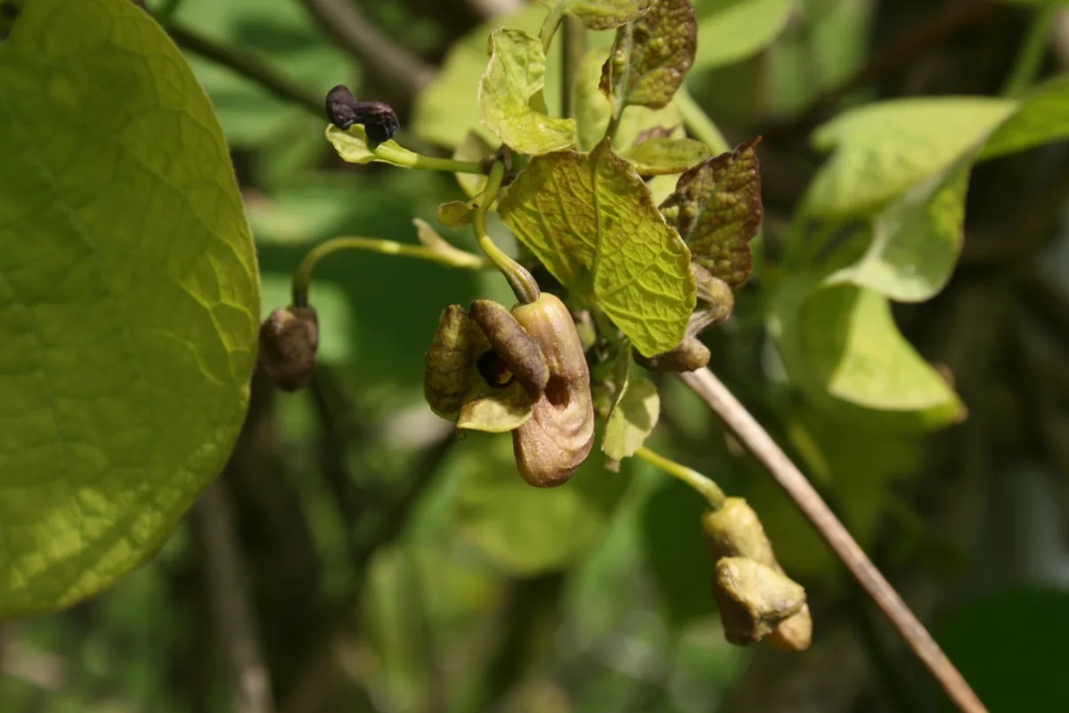 Dutchmans Pipe (Aristolochia macrophylla), photograph
