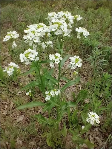 Horseradish (Armoracia rusticana), photograph
