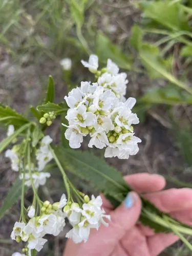 Photo: no rights reserved · cc0 · via iNaturalist Horseradish (Armoracia rusticana), photograph